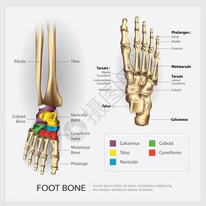 脚骨解剖矢量说明图片素材