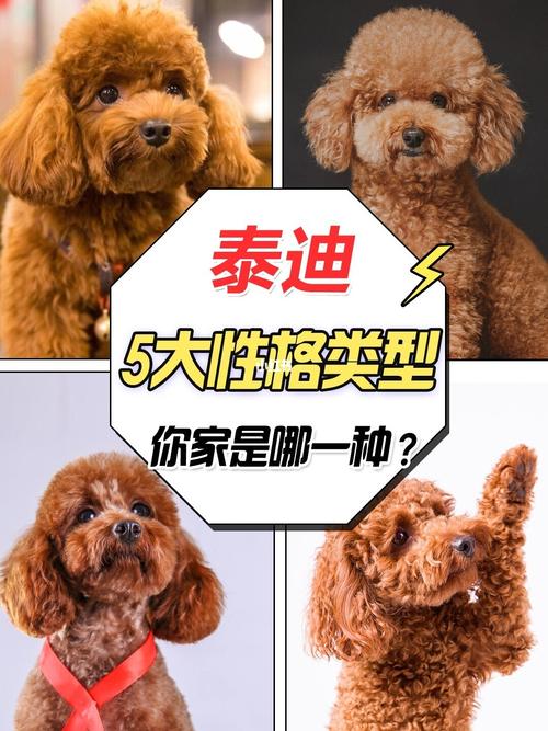 必看73|泰迪性格类型7315,你家的是哪种?_泰迪