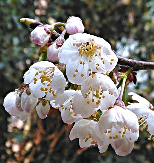 春游大邑雾山乡李花节.