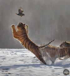 《猛虎扑食》by 慧眼