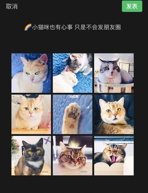 朋友圈plog /关于宠物文案/ 治愈系小猫_撸猫_朋友圈