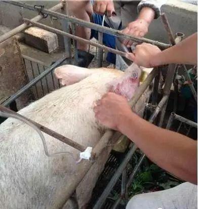 给猪输液必须遵循的七大原则