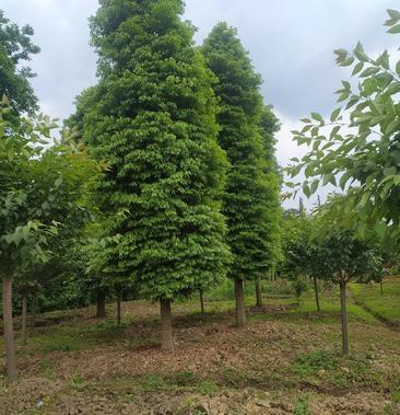 精品楠木树5公分30公分生货熟货都有