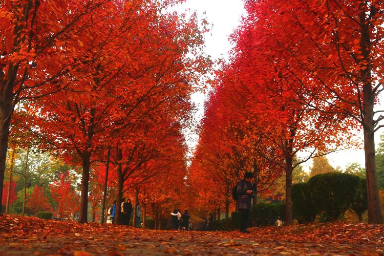 【最美后勤】湖南农业大学:"枫"景如画 农大红枫成为长沙特色景点的一