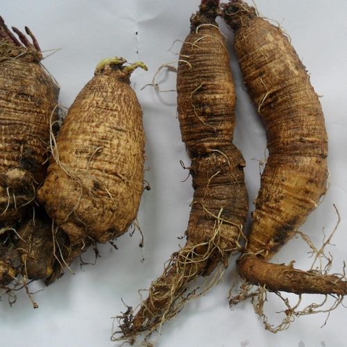 四叶参奶参羊乳山海螺白莽肉狗头参乳头薯盆栽种植藤中药材草药苗