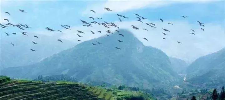 最后一站来到千年鸟道所在地营盘圩,该区域北部为罗霄山脉的南风面