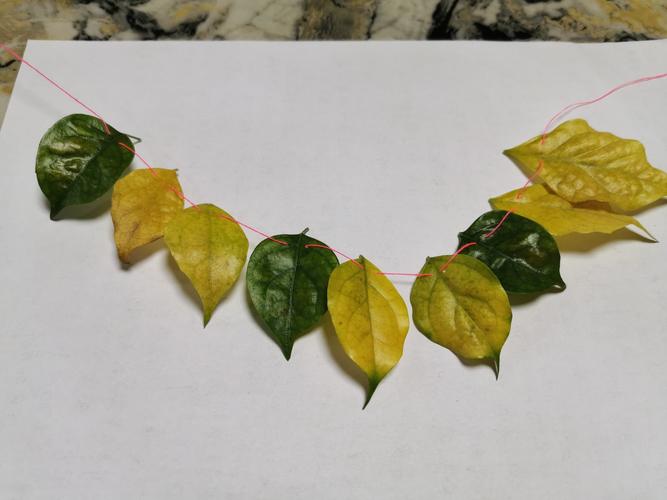 瞧,我捡来了树叶制作出一条美丽的项链,你发现它的规律了吗?
