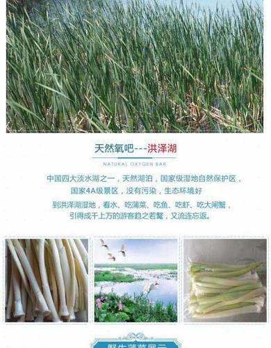 净蒲菜鲜嫩野菜茭白淮安特产新鲜蔬菜蒲笋蒲儿菜水生竹笋酒店专用