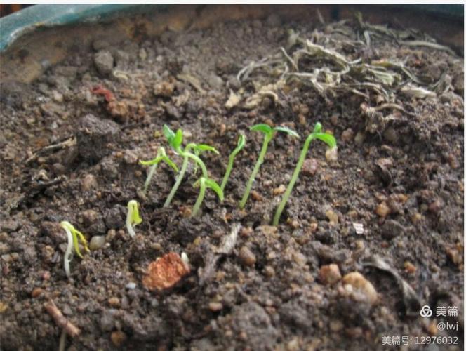 慢长的等待, 我问奶奶, 都过去四天了, 辣椒为什么不发芽呀?