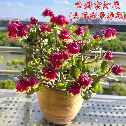 长寿花稀有品种宫灯新品新款带花苞鲜花盆栽适合室内盆花四季开花