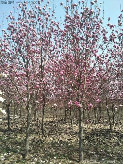 12公分15公分二乔玉兰来产地行情透明货源充足