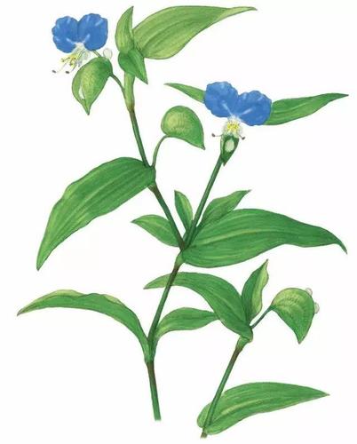 鸭跖草