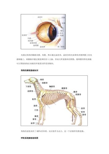 狗狗身体构造结构图的.doc