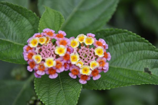 五色梅有毒吗五色梅可以放在室内卧室吗