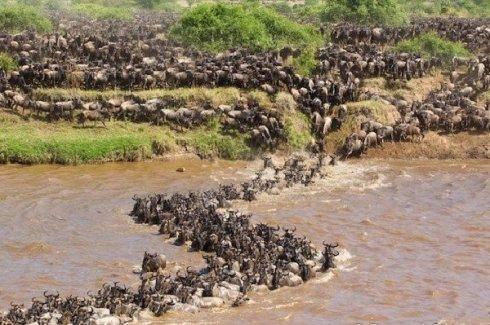 每当到了大迁移或繁殖的季节,野生动物们往往都会成群结队行动,这是