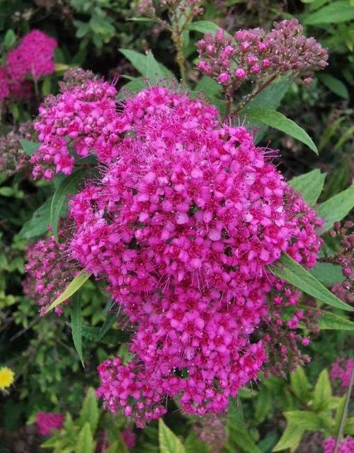 蝶舞蜂采玲珑绣线菊