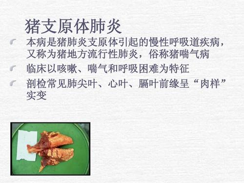 猪支原体肺炎幻灯片ppt