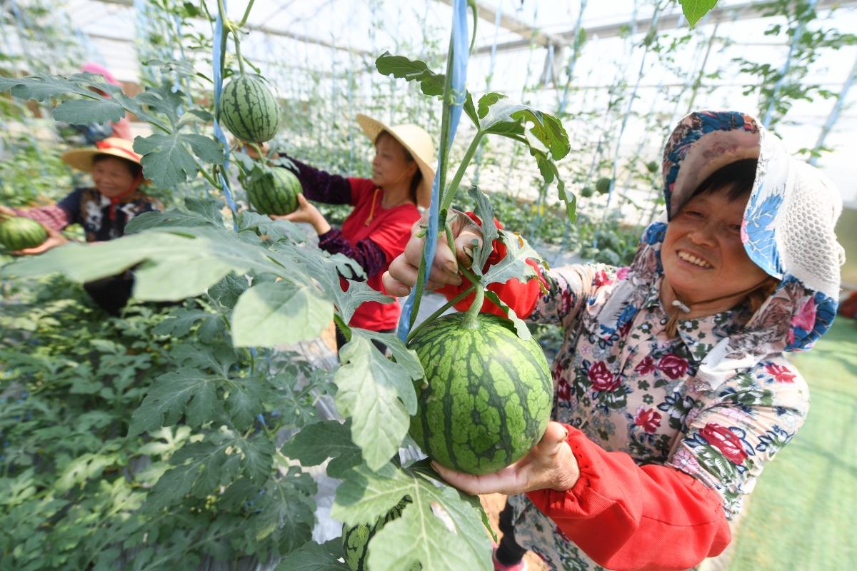 南京横溪西瓜丰收上市