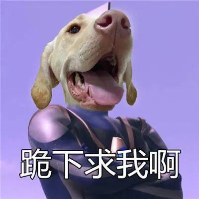 戏精必备的狗头斗图表情包