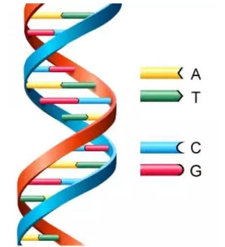 一口气告诉你,基因编辑技术的"前世今生"丨头条