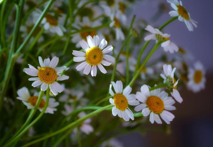 逆境之花—洋甘菊