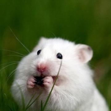 生活中的小仓鼠,动物头像图片-回车桌面