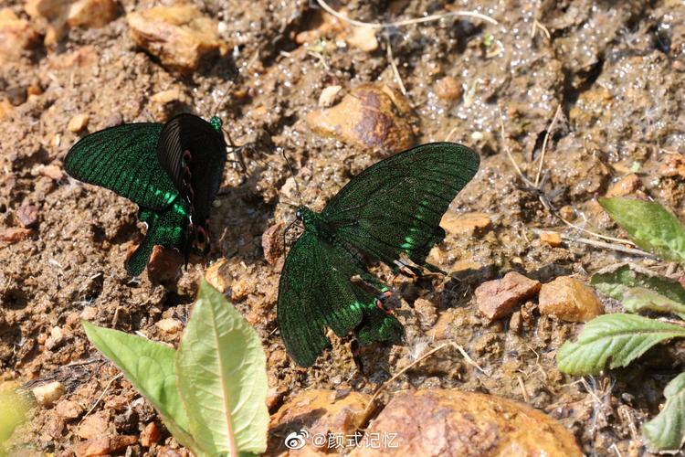 蝴蝶 泉边一一巴黎翠凤蝶