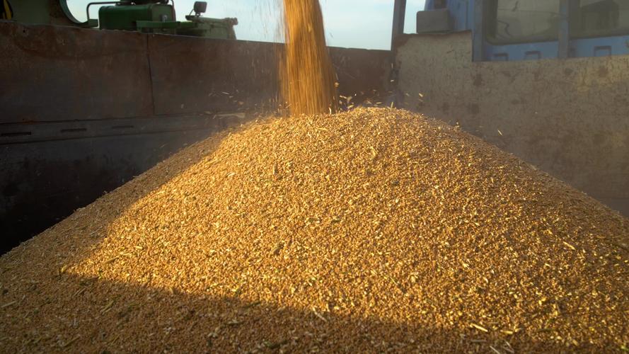 【原创】收麦子,小麦丰收_3840x2160_高清视频素材(:)