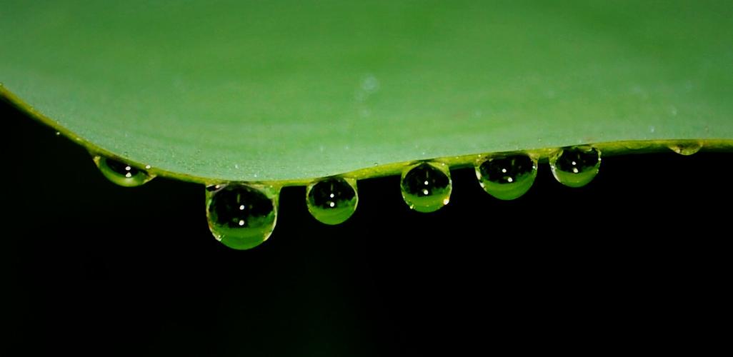 标题:荷叶与水珠