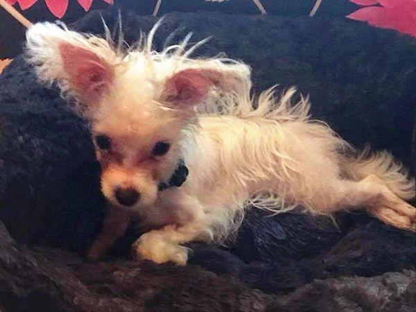 畸形小狗无法正常走路被人遗弃,新主人领养后天天抱着它散步