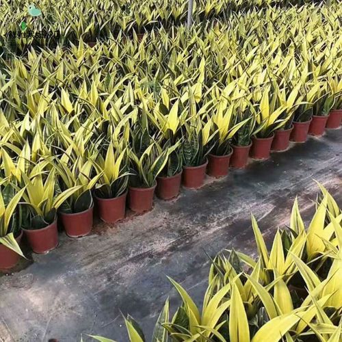 盆栽室内黄金兰金兰甲醛观叶植物植物客厅绿植花卉绿植