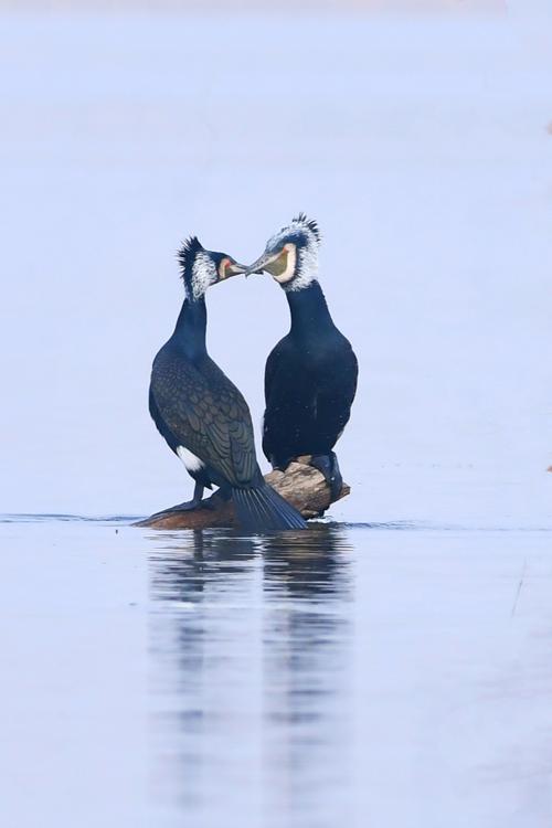 鸟中捕鱼高手,——鸬鹚