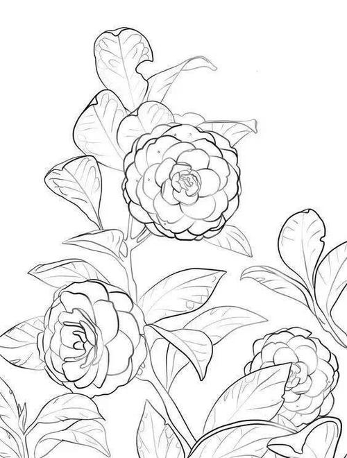 【黑白线稿】花卉植物线稿素材,白描线稿