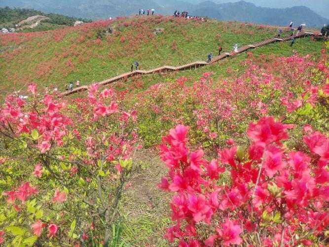 太湖尖杜鹃花谷
