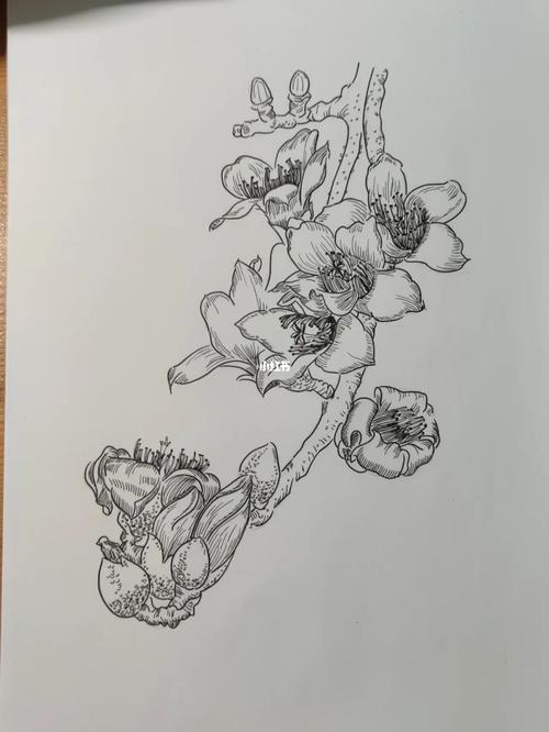 线描画练习 木棉_木棉花_文化_绘画