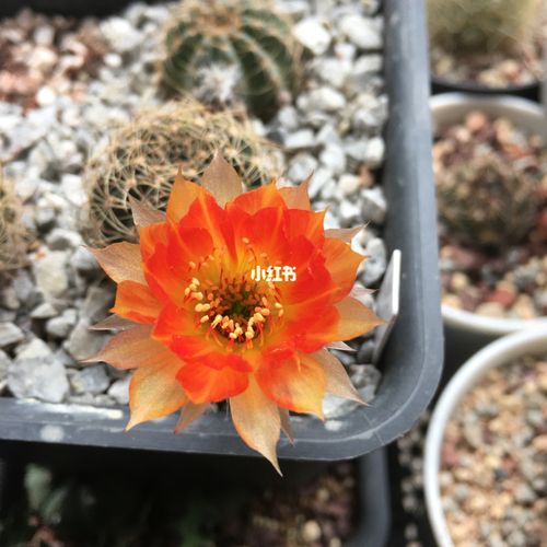 仙人球 丽花球属_仙人掌_鲜花_阳台_鲜花分享_家居家装_家居装饰
