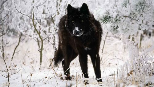 雪中动物冬季雪地上的狼图片桌面壁纸高清下载第一辑