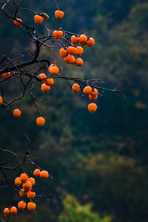 枝头有个红柿子2 摄影 斜阳摇红