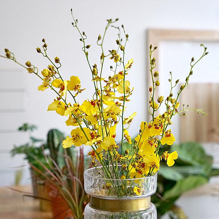 云南鲜花基地直发 跳舞兰 送女友文心兰家居客厅插花鲜花速递包邮