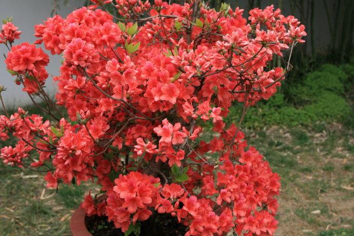 [转载]火红杜鹃花