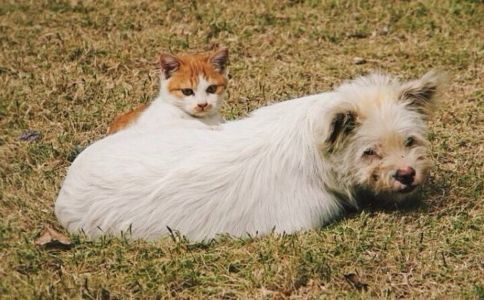 流浪狗和流浪猫手抄报 手抄报版面设计图