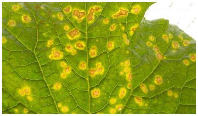 黄瓜靶斑病是什么样子的,做好几个点就可以有效防治