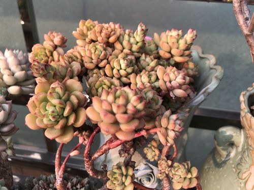 艾格尼斯玫瑰