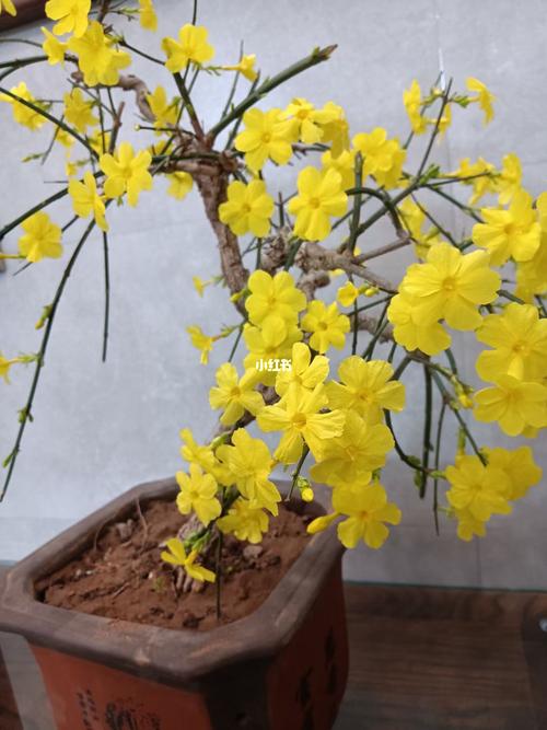 多角度拍下这颗爆花的虎蹄迎春…记录此刻_家装_家居