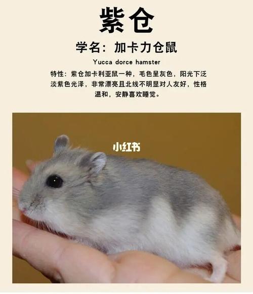 想养只侏儒仓鼠,帮我选一个品种叭~_仓鼠_布丁_奶茶_宠物_宠物其他