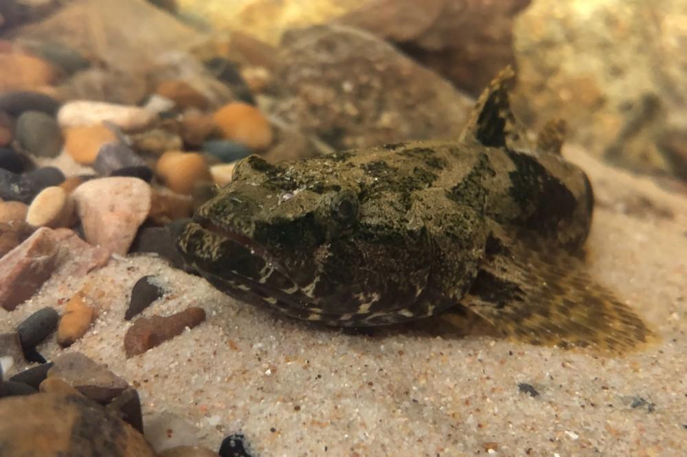 在农村有种"虎头鱼"越来越稀有,100元一斤未必能买到