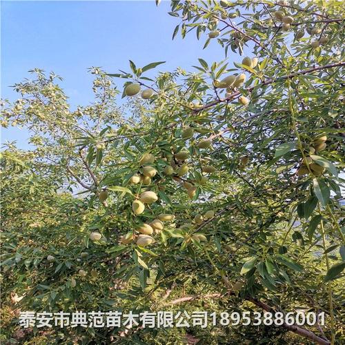 扁桃树苗品种介绍 扁桃树苗