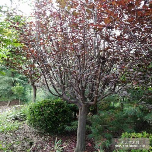 大量批发1公分紫叶李树