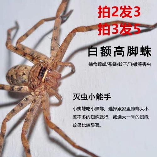 白额高脚蛛灭蚊虫宠物害虫天敌杀手杀蟑螂灭小强抓吃蟑螂的蜘蛛