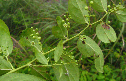 透骨香的药理作用